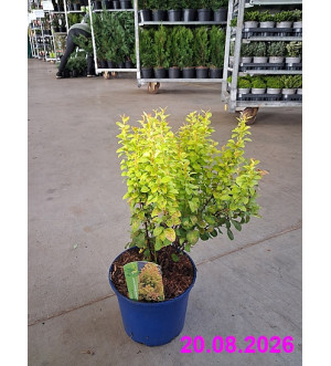 Berberis thunb. 'Summer Sunset'® C 2 L